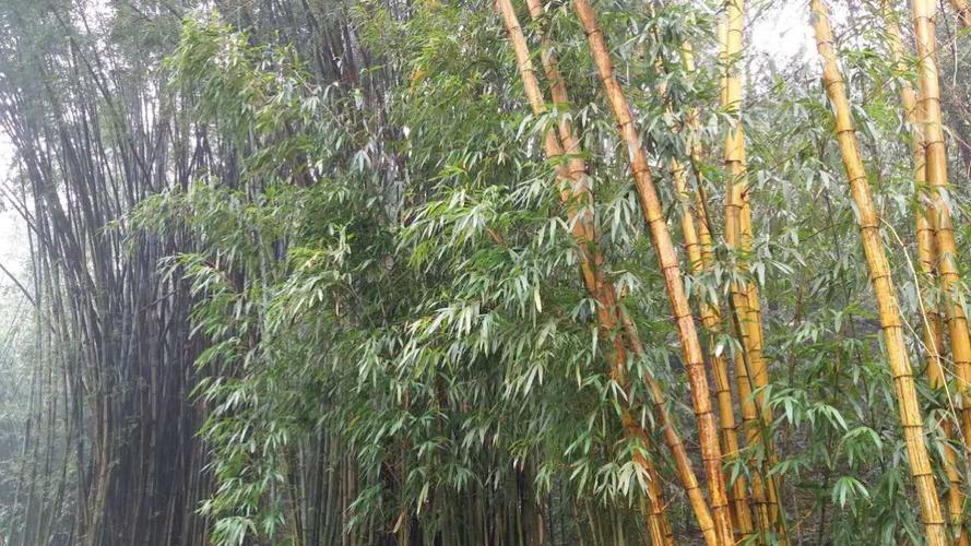 涨快手播放在线平台：网红直播带货收入再创新高